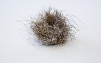 The Museum of Birds and Beasts