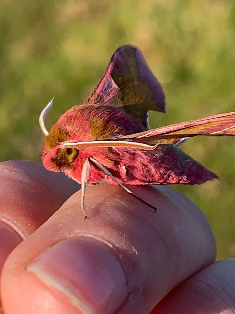 The Moth Catchers